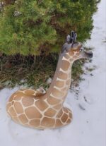 Kaelkirjak lamav - Image 2